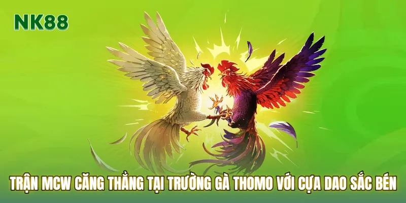 Trận Mcw căng thẳng tại trường gà Thomo với cựa dao sắc bén